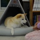 사계절 예쁘개 | 애견하우스 - 예쁜 강아지텐트 펫브랜디