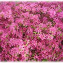 안산천1 이미지