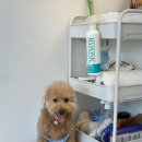 김쌤펫살롱 이미지