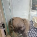 부산강아지분양 마이뭉 24시 이미지