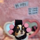 플레이독 애견유치원 이미지