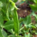 신호농장 | 완두콩 꼬투리 생기는 시기, 드디어 첫 수확 신호! 텃밭 완두콩 재배 후기