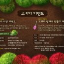 에버랜드코키아페스티벌 네이버블로그