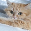 친친동물병원 이미지