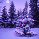 크리스마스 트리 이미지