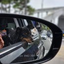 관문체육공원 배구/족구장 | 반려견 순찰대:: 서울 반려견 순찰대 시험후기, 신청방법, 유의사항, 꿀팁까지!