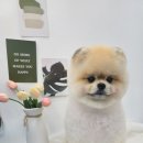 헤어 컹컹 이미지