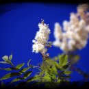 쪽빛하늘 이미지