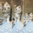 미사마이펫동물병원 이미지