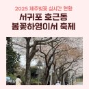 서귀포 벚꽃 축제 2025 봄꽃하영이서 페스티벌 실시간 방문 후기 및 호근동 서호동 호근서호로 벚꽃길 명소