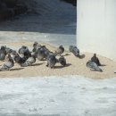 성북동비둘기 이미지