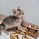 라온캣 대구고양이분양 낭만펫 강아지분양 대구점 이미지