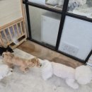 오늘도 즐겁개 | 김포 강아지들 여기에 다 모이나봐요! 김포강아지유치원 [오늘도 즐겁개]