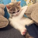 뽀시래기 이미지