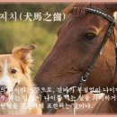 견마지치(犬馬之齒) 이미지