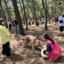 (사)한국교통장애인협회강릉시지회 | 강릉해양레저 펫가족 힐링페스티벌 완전 정복 / 완벽 가이드: 안목해변 · 요트·플라이보드 무료...