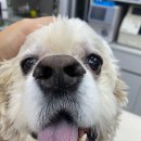 으뜸원동물병원 이미지