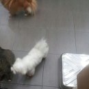 아이펫 동물병원 이미지