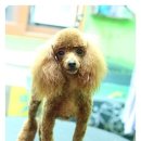 애니펫살롱 이미지