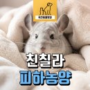털로덮인친구들 용인죽전점 | 친칠라 피부 혹, 피하 농양 제거 수술과 완치 후기 - 용인 죽전 특수 동물 병원