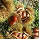 소용농장 이미지