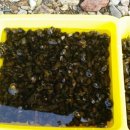 오토샤인 이미지