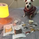 허니츄 | 허니츄 간식후기 2 /