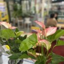 대화할인마트 이미지