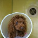 마야동물병원 이미지