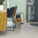 포시랍개 이미지