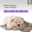 개가 스트레스 받는 행동 5가지 이미지
