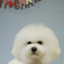 한강펫살롱 이미지