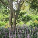 금수산 농원 이미지