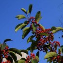 대연수목전시원 이미지