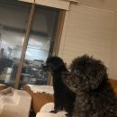 꽃남꽃녀