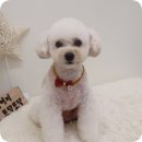 개들의 집 이미지