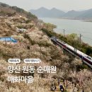 매화마을3단지 | 양산 원동 순매원 매화마을, 3월 16일 실시간 매화 개화 후기
