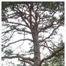 연풍IC주유소 이미지