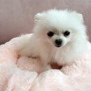 슈슈 동물병원 이미지