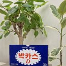 목감호수치과의원 | [공지] 병오년 26년 목감호수치과. 새해 소식전해드립니다 💙