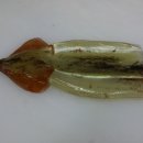 오징어이야기 이미지