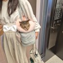 24시센트럴동물메디컬센터 | 24시 노아동물메디컬센터 :) 광주 대인동 24시 동물병원 시월이 병원 일지