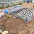 넝쿨농장 이미지