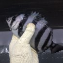 짱실내바다낚시터 이미지