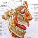 두통의 원인과 치유 - 30년 된 두통 이미지