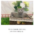 도그마루 강아지고양이 김해창원점 이미지