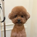 애견의 정원 이미지