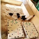 블랙팜영농조합법인 이미지