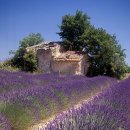 맞춤형 수채화/유화 이미지