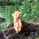 한라산 둘레 8~9코스 이미지